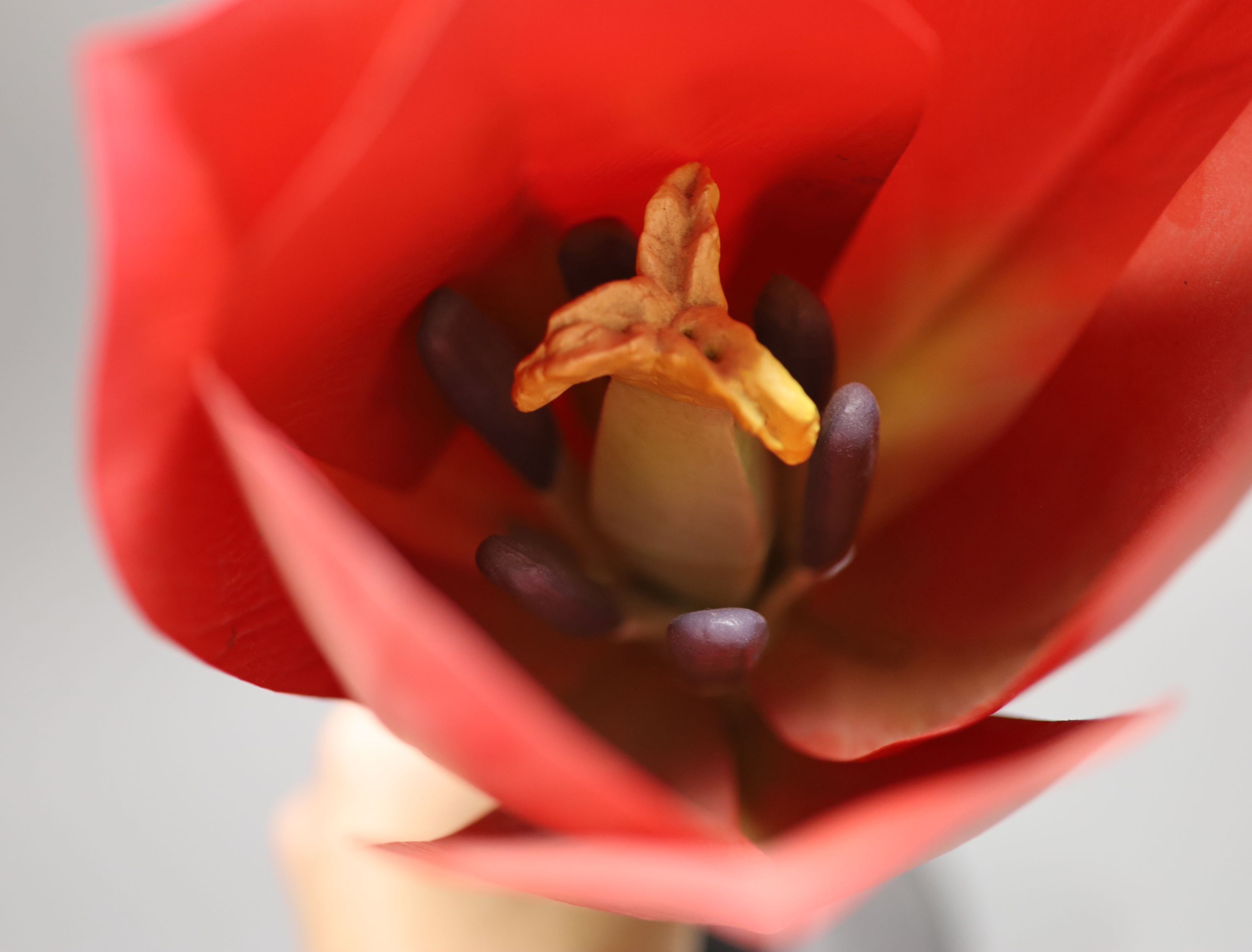 An original Brendel Modell of a tulip, 55cm high